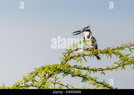 Pied Kingfisher thront auf einem Ast und beobachtet Stockfoto