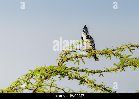 Pied Kingfisher thront auf einem Ast und beobachtet Stockfoto