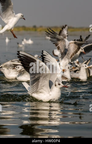 Zugvogel Seagull Schwimmen bei Nalsarovar Bird Sanctuary Stockfoto