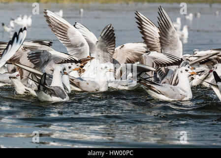 Zugvogel Seagull Schwimmen bei Nalsarovar Bird Sanctuary Stockfoto