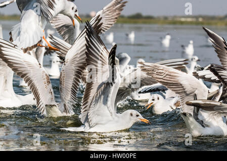 Zugvogel Seagull Schwimmen bei Nalsarovar Bird Sanctuary Stockfoto