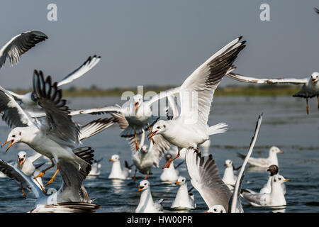 Zugvogel Seagull Schwimmen bei Nalsarovar Bird Sanctuary Stockfoto