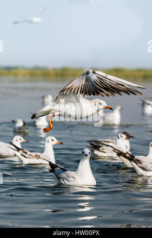 Zugvogel Seagull Schwimmen bei Nalsarovar Bird Sanctuary Stockfoto