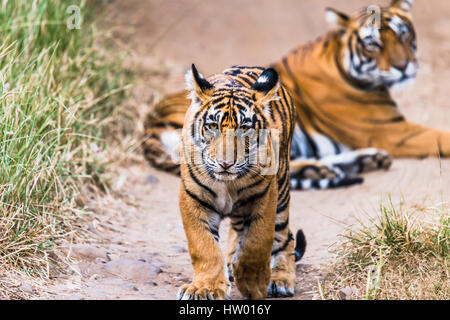 Acht Monate Cub von Royal Bengal Tiger zu Fuß nach vorne. Tigerin Noor im Hintergrund isoliert Stockfoto