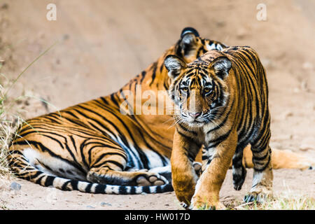 Royal Bengal Tigerin mit ihren 8 Monaten Cub auf Ranthambore Tiger Reserve Stockfoto