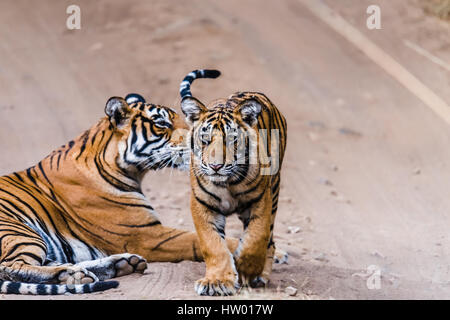 Royal Bengal Tigerin mit ihren 8 Monaten Cub auf Ranthambore Tiger Reserve Stockfoto