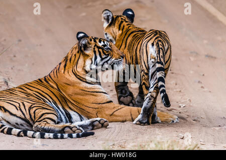 Royal Bengal Tigerin mit ihren 8 Monaten Cub auf Ranthambore Tiger Reserve Stockfoto