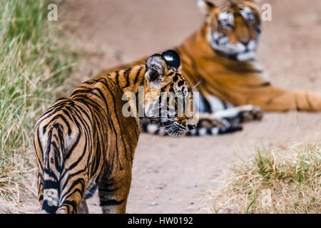 8 Monate Cub von Royal Bengal Tiger in ihrem natürlichen Lebensraum Stockfoto