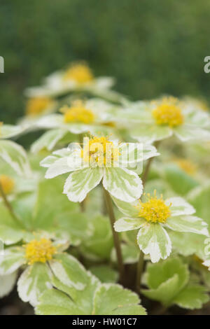 Hacquetia Epipactis "Thor" Blumen mit blassen goldgelbe Blüten und Hochblätter grün-bunt Stockfoto