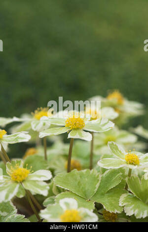 Hacquetia Epipactis "Thor" Blumen mit blassen goldgelbe Blüten und Hochblätter grün-bunt Stockfoto