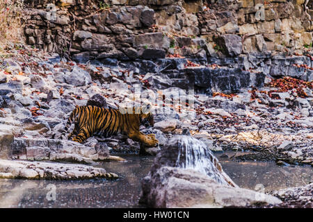 Jungtier von Royal Bengal Tiger springen über Wasserloch in ihrem natürlichen Lebensraum Stockfoto