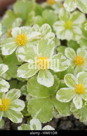 Hacquetia Epipactis "Thor" Blumen mit blassen goldgelbe Blüten und Hochblätter grün-bunt Stockfoto