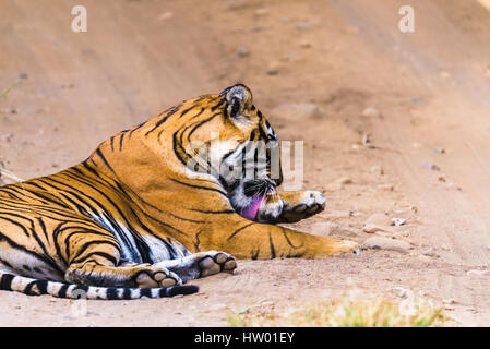 Royal Bengal Tiger & Tigerin mit jungen Stockfoto