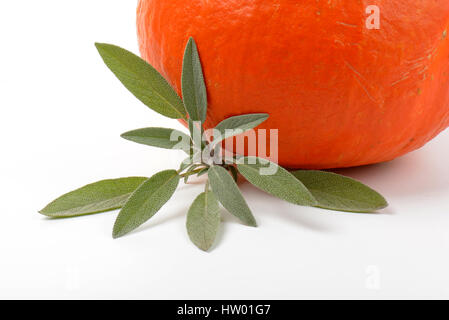 Orange Kürbis und Zweig Salbei auf weißem Hintergrund - Nahaufnahme Stockfoto
