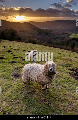 DEVON UND CORNWALL LONGWOOL SCHAFE IM WYE VALLEY Stockfoto