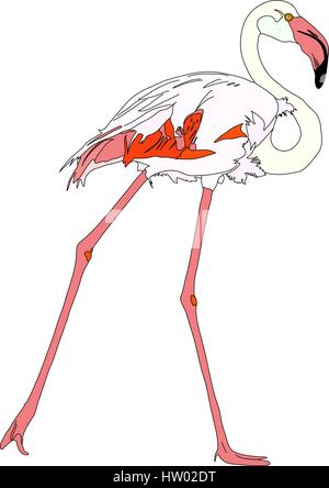 Porträt einer Walking flamingo Stock Vektor