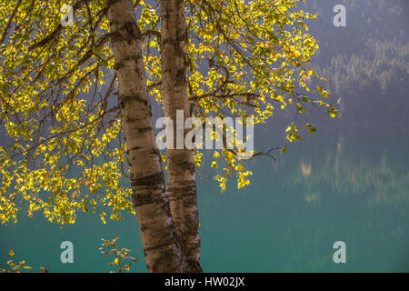 Sonne scheint durch das Herbstlaub von zwei Pappeln wachsen dicht beieinander.  Aquamarin Farbe Hintergrund der Out-of-Focus Wald und See. Stockfoto