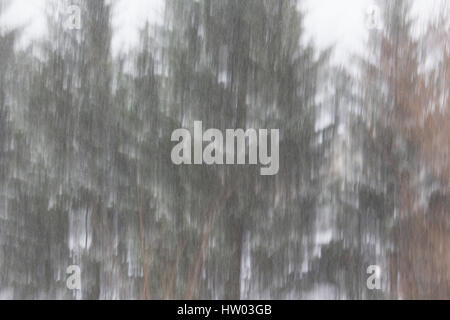 Auszug aus unscharfen Bäume im Schnee Stockfoto