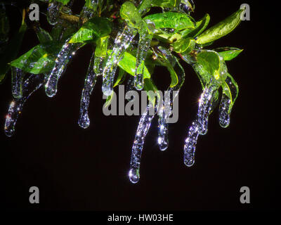 Glitzernde Eiszapfen hängen von Holly Zweig in der Nacht Stockfoto