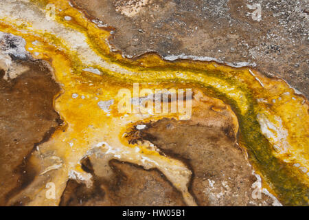 Thermische Bakterien Matte im Yellowstone-Nationalpark, Wyoming, USA Stockfoto