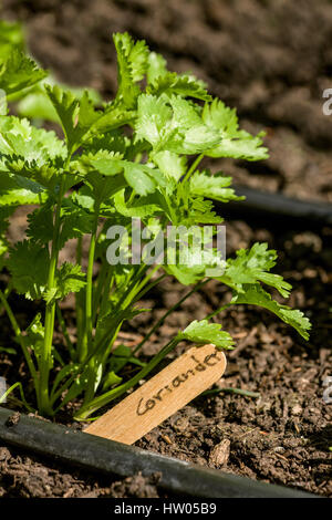 Koriander Pflanzen wachsen in einem Hochbeet Garten mit Tröpfchenbewässerung im westlichen Washington, USA.  Koriander (Coriandrum Sativum), auch bekannt als cilant Stockfoto