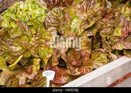 Kontinuität-Salat wächst in einem Hochbeet Garten in Issaquah, Washington, USA Stockfoto