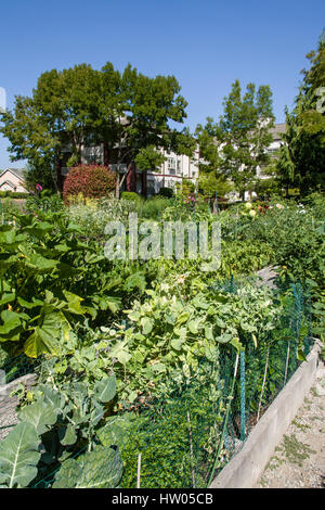 Squash, Brokolli und andere Gemüse wächst im Providence Punkt Erbse Patch Garten in Issaquah, Washington, USA Stockfoto