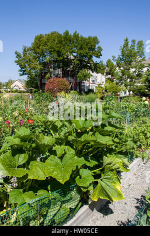 Kürbis und andere Gemüse wächst in Hochbeeten im Providence Punkt Erbse Patch Garten in Issaquah, Washington, USA Stockfoto