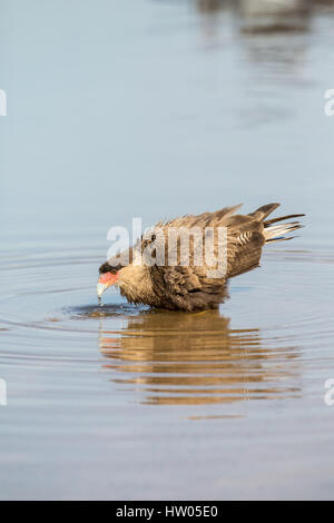 Südlichen Crested Caracara Trink- und etwa zu einem Bad im Fluss Cuiaba im Pantanal Region, Mato Grosso, Brasilien, Südamerika Stockfoto