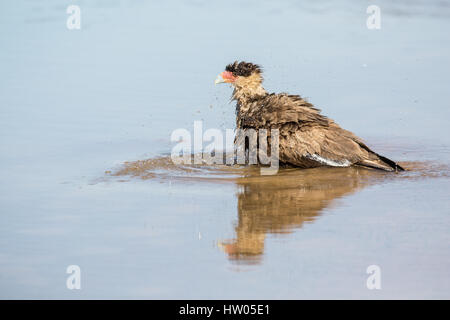 Südlichen Crested Caracara schütteln Wasser aus seinem Gefieder nach einem Bad im Fluss Cuiaba im Großraum Pantanal Mato Grosso, Brasilien, Süd bin Stockfoto