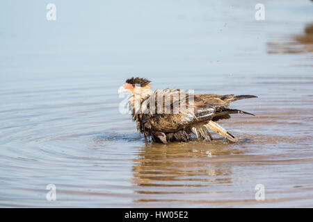 Südlichen Crested Caracara schütteln Wasser aus seinem Gefieder nach einem Bad im Fluss Cuiaba im Großraum Pantanal Mato Grosso, Brasilien, Süd bin Stockfoto