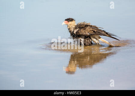 Südlichen Crested Caracara schütteln Wasser aus seinem Gefieder nach einem Bad im Fluss Cuiaba im Großraum Pantanal Mato Grosso, Brasilien, Süd bin Stockfoto