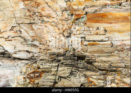 Versteinertes Holz Protokolle wandte sich Stein in Ginkgo Petrified Forest State Park in der Nähe von Vantage, Washington, USA Stockfoto