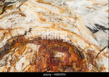 Versteinertes Holz Protokolle wandte sich Stein in Ginkgo Petrified Forest State Park in der Nähe von Vantage, Washington, USA Stockfoto