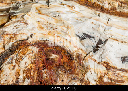 Versteinertes Holz Protokolle wandte sich Stein in Ginkgo Petrified Forest State Park in der Nähe von Vantage, Washington, USA Stockfoto