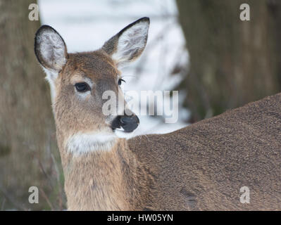 White Tail Deer in Pennsylvania im winter Stockfoto