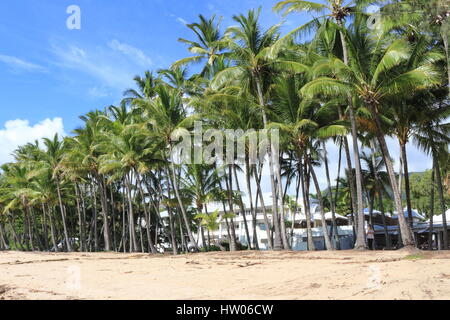 Reihe von hohen Palmen säumen den Sand am Strand von Palm Cove Stockfoto