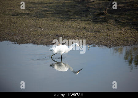 Snowy White Egret bei Black Point Wildlife Drive, Merritt Island National Wildlife Refuge, FL Stockfoto