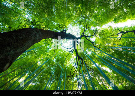 Bambushainen, Bambuswald in Arashiyama, Kyoto, Japan. Stockfoto