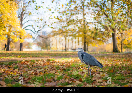 Reiher im Hyde Park im Herbst London - UK Stockfoto