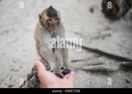 Porträt eines Affen in Thailand Stockfoto