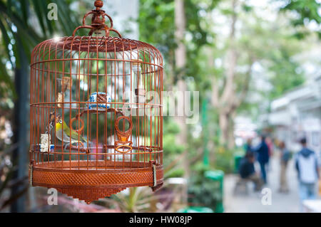 Kleiner Vogel in einem Käfig in der Yuen Po Vogel markt, Hong Kong Stockfoto