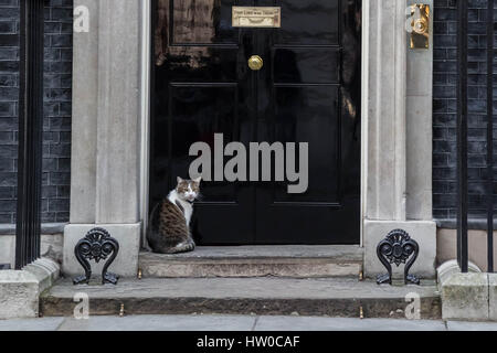 Larry der 10 Downing Street Katze und Chief Mouser, Cabinet Office. Larry ist ein braun und weiße Tabby, geglaubt, um im Januar 2007 geboren wurden und einen geretteten streunende aus dem Battersea Hunde und Katzen zuhause, der von Downing Street Personal gewählt wurde. London, UK. Stockfoto