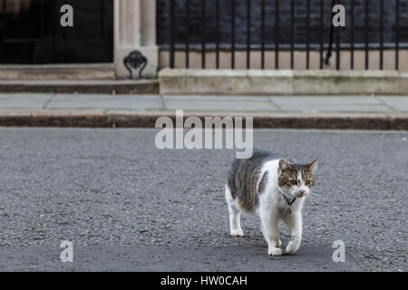 Larry der 10 Downing Street Katze und Chief Mouser, Cabinet Office. Larry ist ein braun und weiße Tabby, geglaubt, um im Januar 2007 geboren wurden und einen geretteten streunende aus dem Battersea Hunde und Katzen zuhause, der von Downing Street Personal gewählt wurde. London, UK. Stockfoto