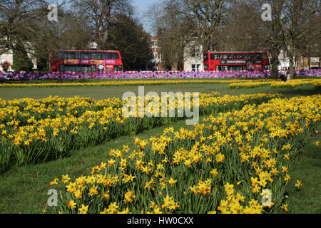 London, UK. 15. März 2017. Narzissen blühen am Ealing Common an einem warmen Frühlingstag in London. Foto: Mittwoch, 15. März 2017. Bildnachweis sollte lauten: Roger Garfield/Alamy Live News Stockfoto