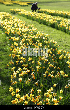 London, UK. 15. März 2017. Narzissen blühen am Ealing Common an einem warmen Frühlingstag in London. Foto: Mittwoch, 15. März 2017. Bildnachweis sollte lauten: Roger Garfield/Alamy Live News Stockfoto