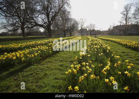 London, UK. 15. März 2017. Narzissen blühen am Ealing Common an einem warmen Frühlingstag in London. Foto: Mittwoch, 15. März 2017. Bildnachweis sollte lauten: Roger Garfield/Alamy Live News Stockfoto