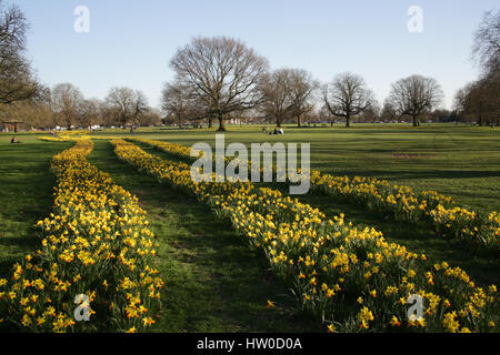 London, UK. 15. März 2017. Narzissen blühen am Ealing Common an einem warmen Frühlingstag in London. Foto: Mittwoch, 15. März 2017. Bildnachweis sollte lauten: Roger Garfield/Alamy Live News Stockfoto