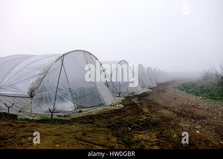 Tuesley Pereulok, Godalming. 16. März 2017. Dichter Nebel gehüllt den Home Counties heute Morgen als Nachttemperaturen getaucht. Dichter Nebel in Godalming in Surrey. Bildnachweis: James Jagger/Alamy Live News Stockfoto