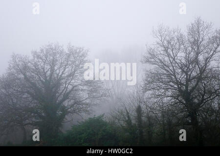 Tuesley Pereulok, Godalming. 16. März 2017. Dichter Nebel gehüllt den Home Counties heute Morgen als Nachttemperaturen getaucht. Dichter Nebel in Godalming in Surrey. Bildnachweis: James Jagger/Alamy Live News Stockfoto